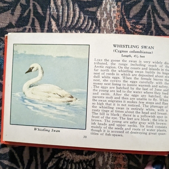 Vintage birds of America book - Picture 4 of 5